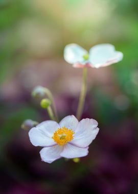 Blooming white anemones