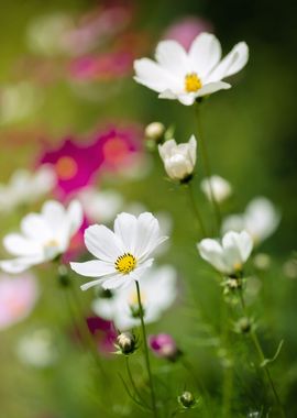 Blooming colorful flowers