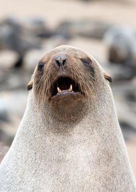 Eared seal portrait