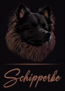 Elegant Schipperke