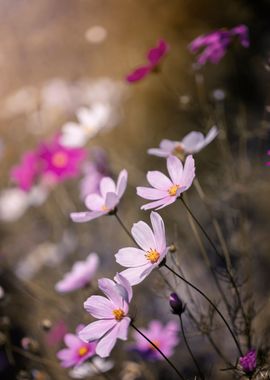 Pink flower, macro, garden