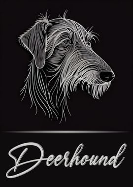 Elegant Scottish Deerhound