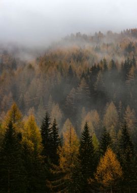 Foggy Forest Nature