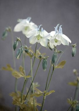 White flower,macro,garden 