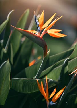 Strelitzia reginae, macro