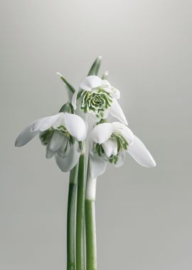 White snowdrops flowers