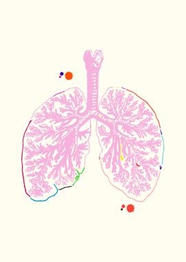 Anatomical Lungs