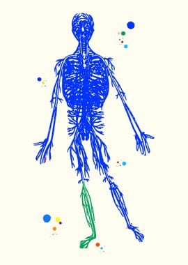 Human Circulatory System