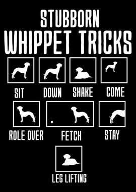 Stubborn Whippet Tricks