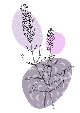 Lavender