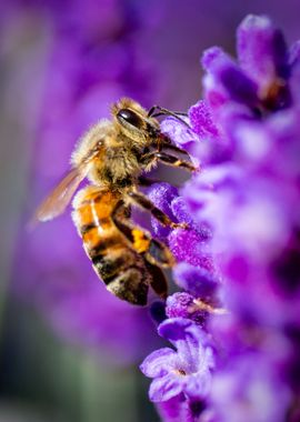 Lavender Bee