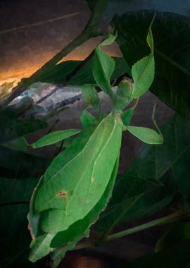 Bamboo Worm