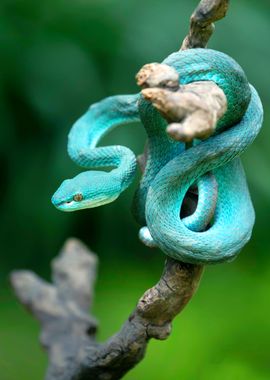 SNAKE TRIMERESURUS