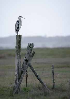 Grey heron on a pole