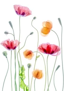 Poppies