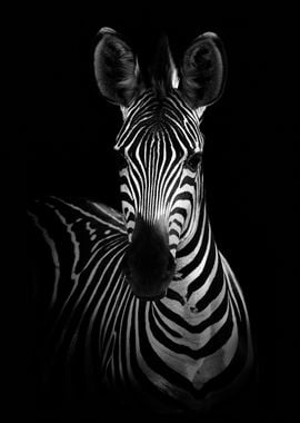 The Zebra