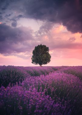 Lavender Fields, Isparta