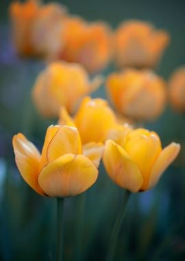 Yellow tulips, macro