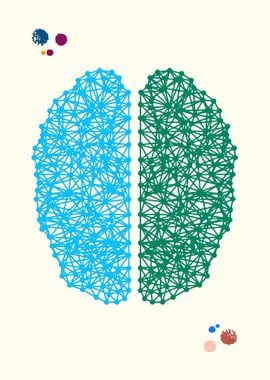 Brain Anatomy