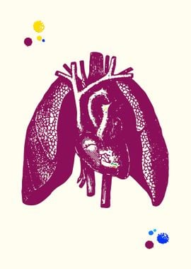 Heart and Lungs