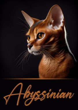 Adorable Abyssinian