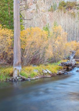 Autumn Scene