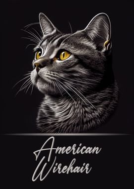 Adorable American Wirehair