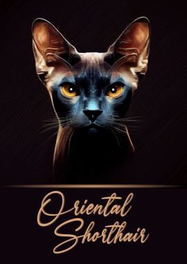 Oriental Shorthair