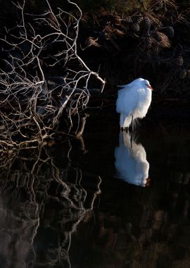 Great White Heron 