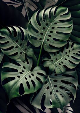 Monstera in Olive