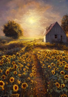 Sunflowers Field Nature