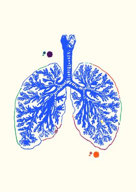 Anatomical Lungs