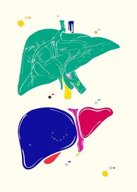 Anatomical Liver