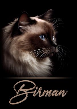 Elegant Birman