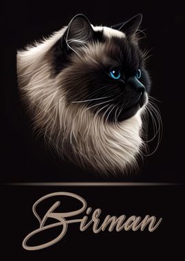 Birman Portrait