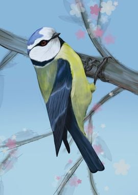  Bluetit digital drawing