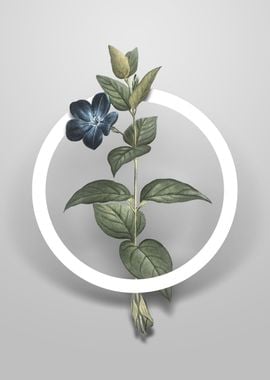 Greater Periwinkle Flower