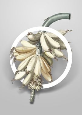 Vintage Banana Flower Art