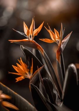 Strelitzia reginae,Madeira