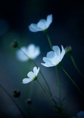 White garden cosmos,macro