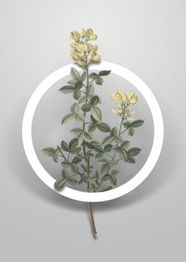 Common Cytisus Flower Art