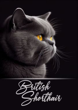 Adorable British Shorthair