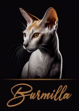 Elegant Burmilla