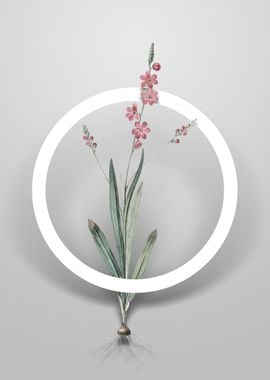 Ixia Scillaris Flower Art