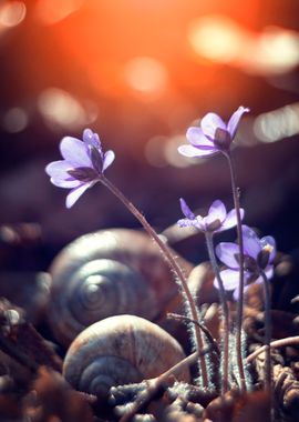 Purple Hepatica nobilis