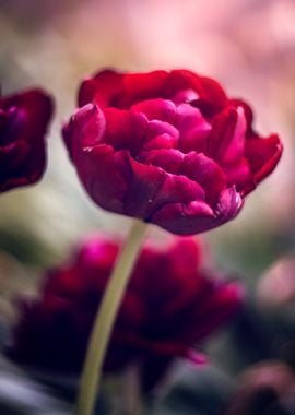 Pink tulips, garden, macro