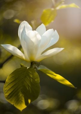 White magnolia flower