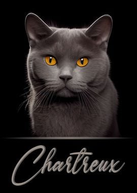 Chartreux Portrait