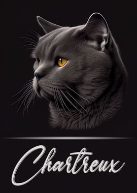 Adorable Chartreux