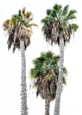 Palm Trees 3